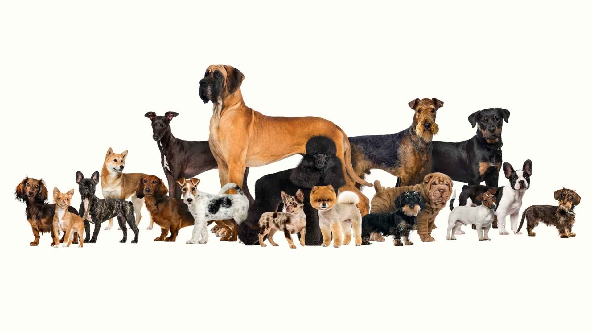 perros de raza con pedigree